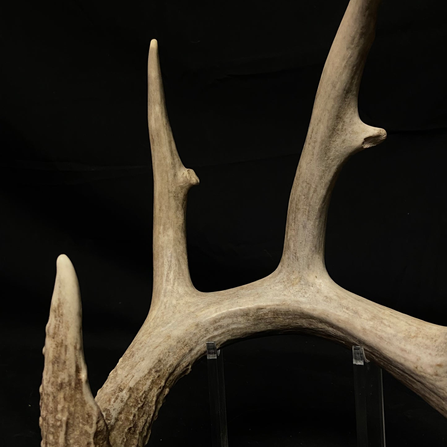 5 Point Antler W/Split G2 & G3