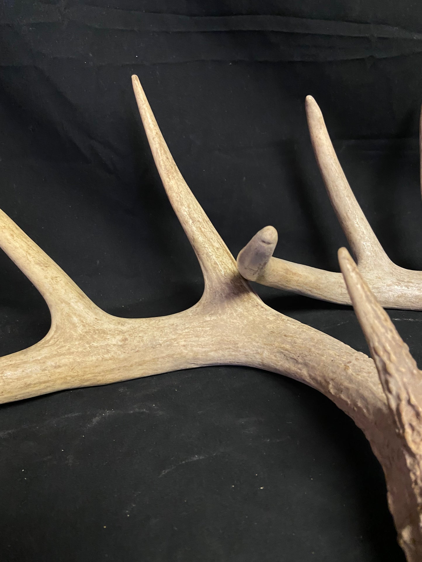 (3 Pack) 4 Point Antlers