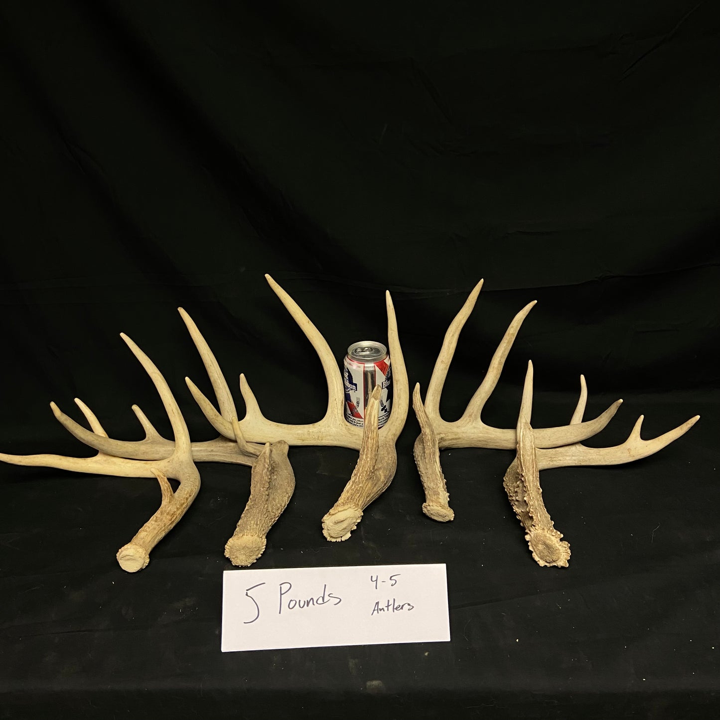 Bulk Grade A Whitetail Deer Antler Sheds/Cutoffs- Perfect/No Defects - 3, 5, 10 Pounds