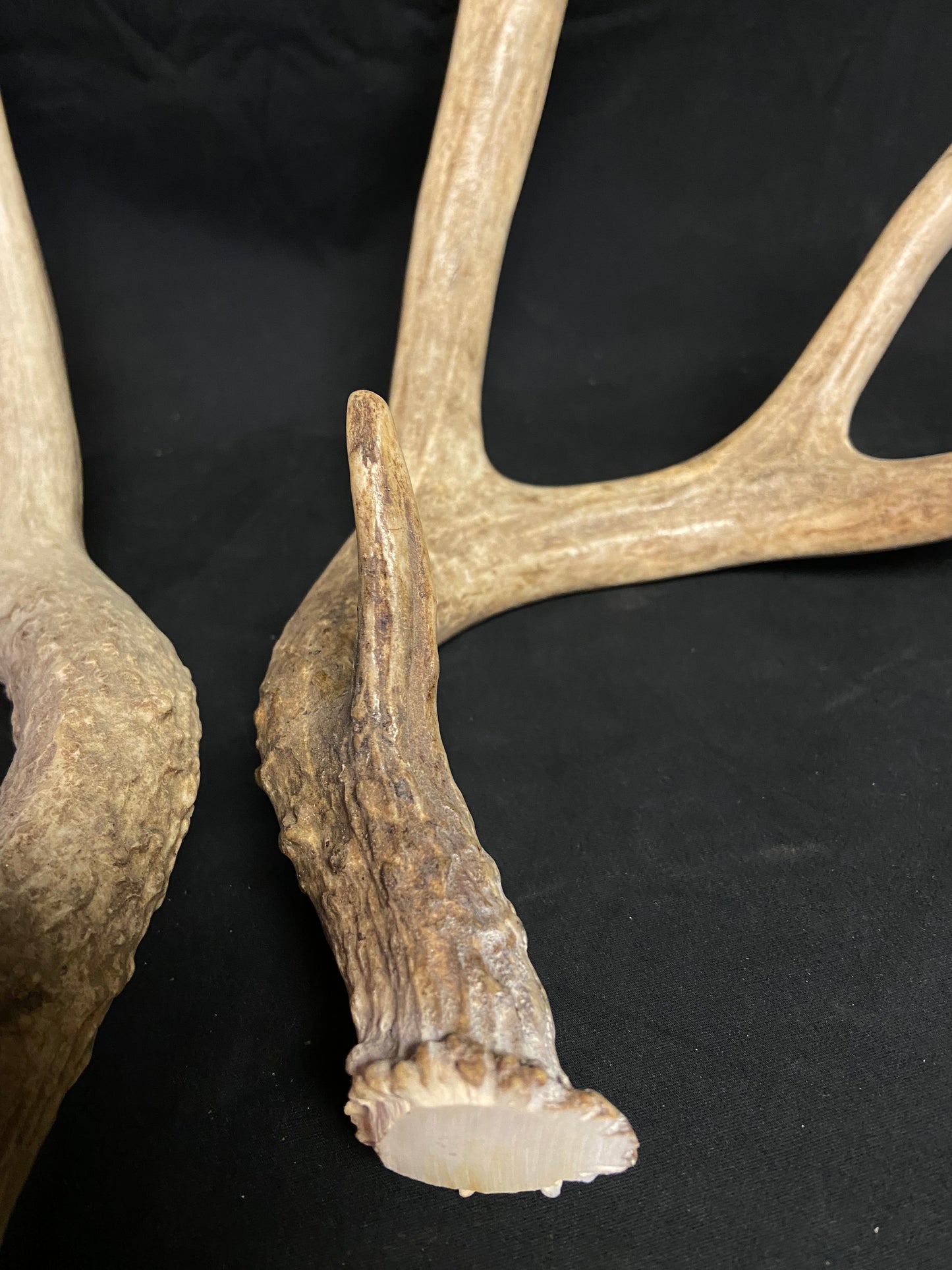 (3 Pack) 4 Point Antlers