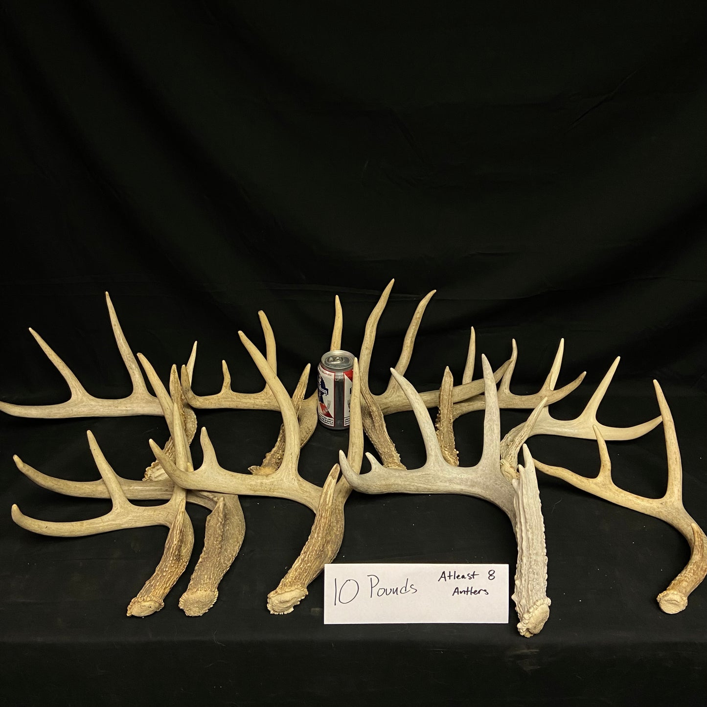 Bulk Grade A Whitetail Deer Antler Sheds/Cutoffs- Perfect/No Defects - 3, 5, 10 Pounds