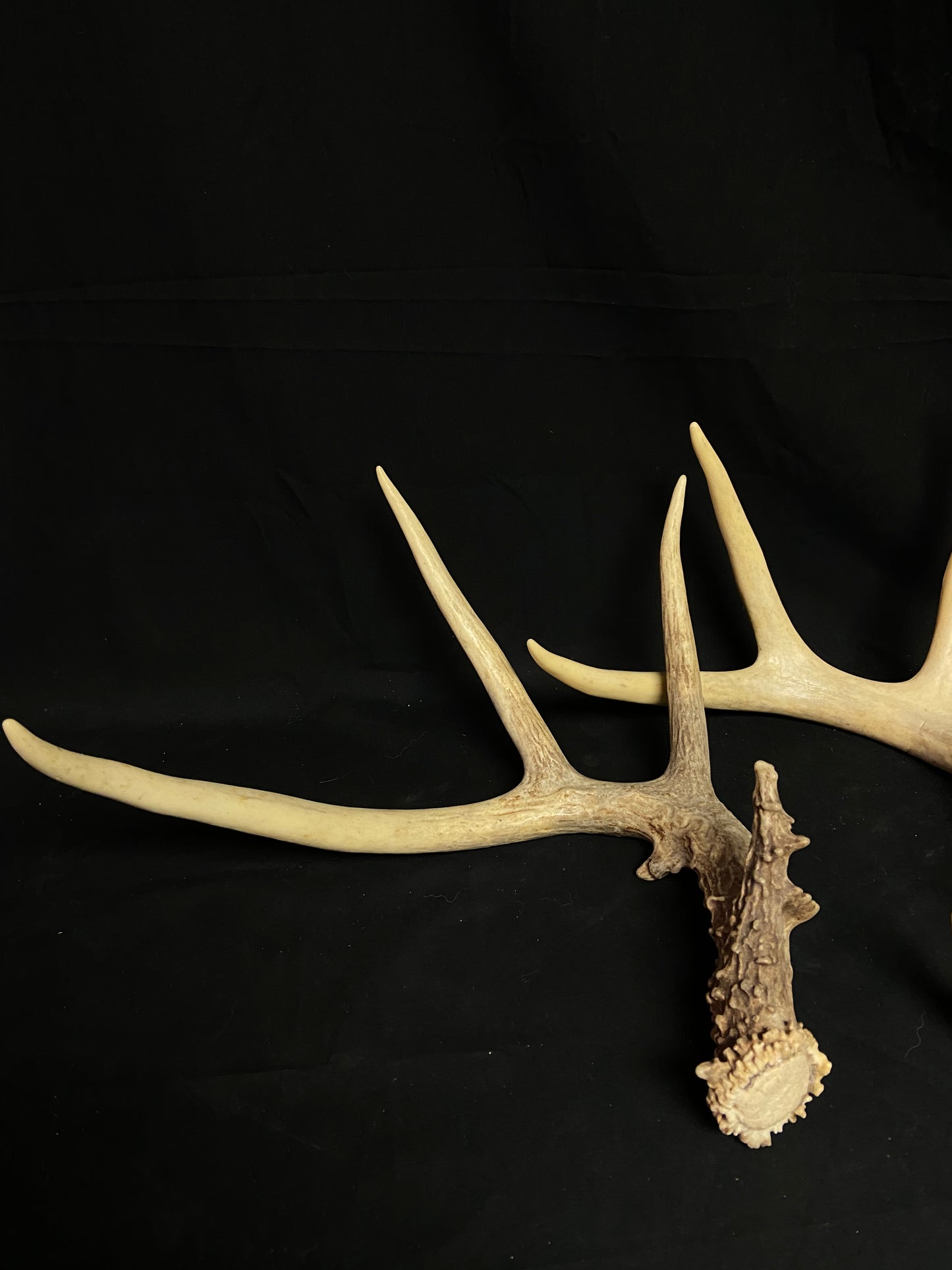 (5 Pack) 4 Point Whitetail Antlers