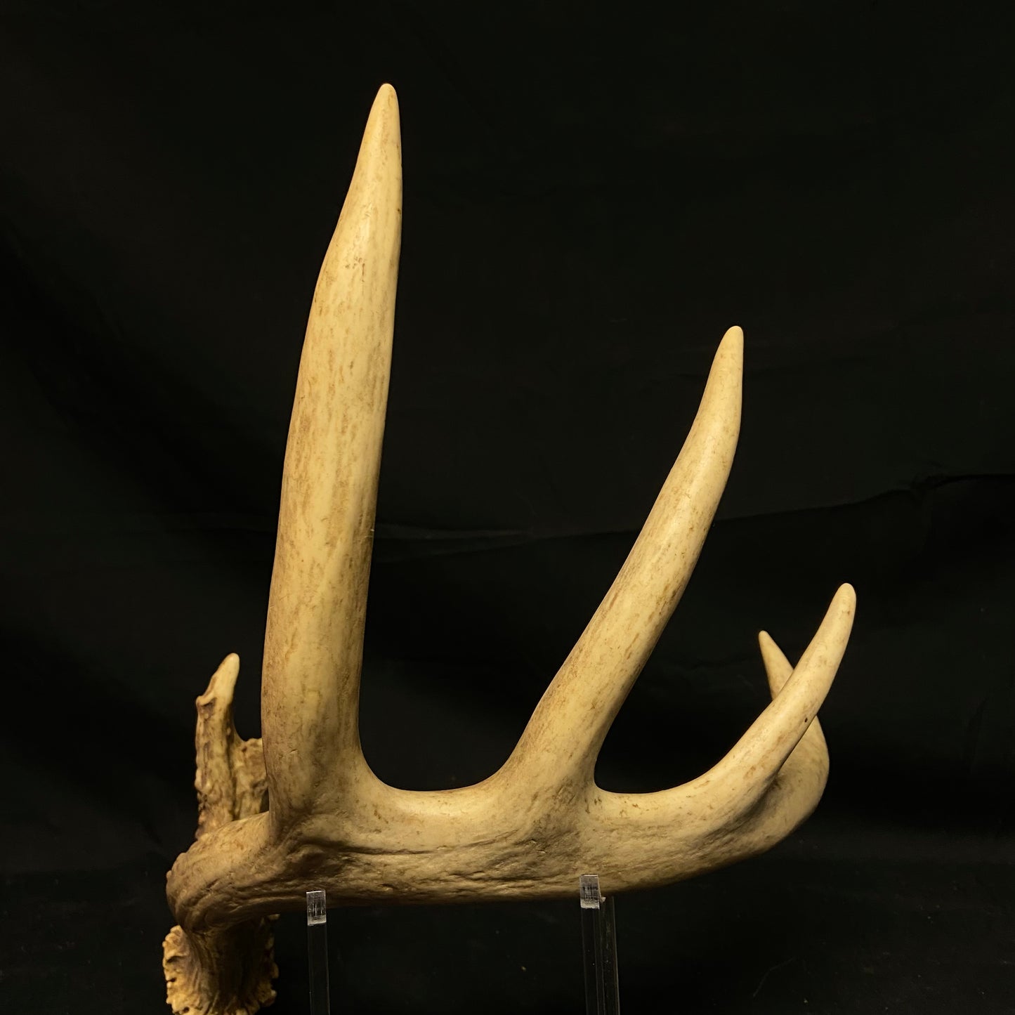 6 Point Antler W/Split Brow Tine