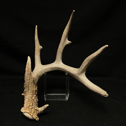 5 Point Antler W/Split G2 & G3