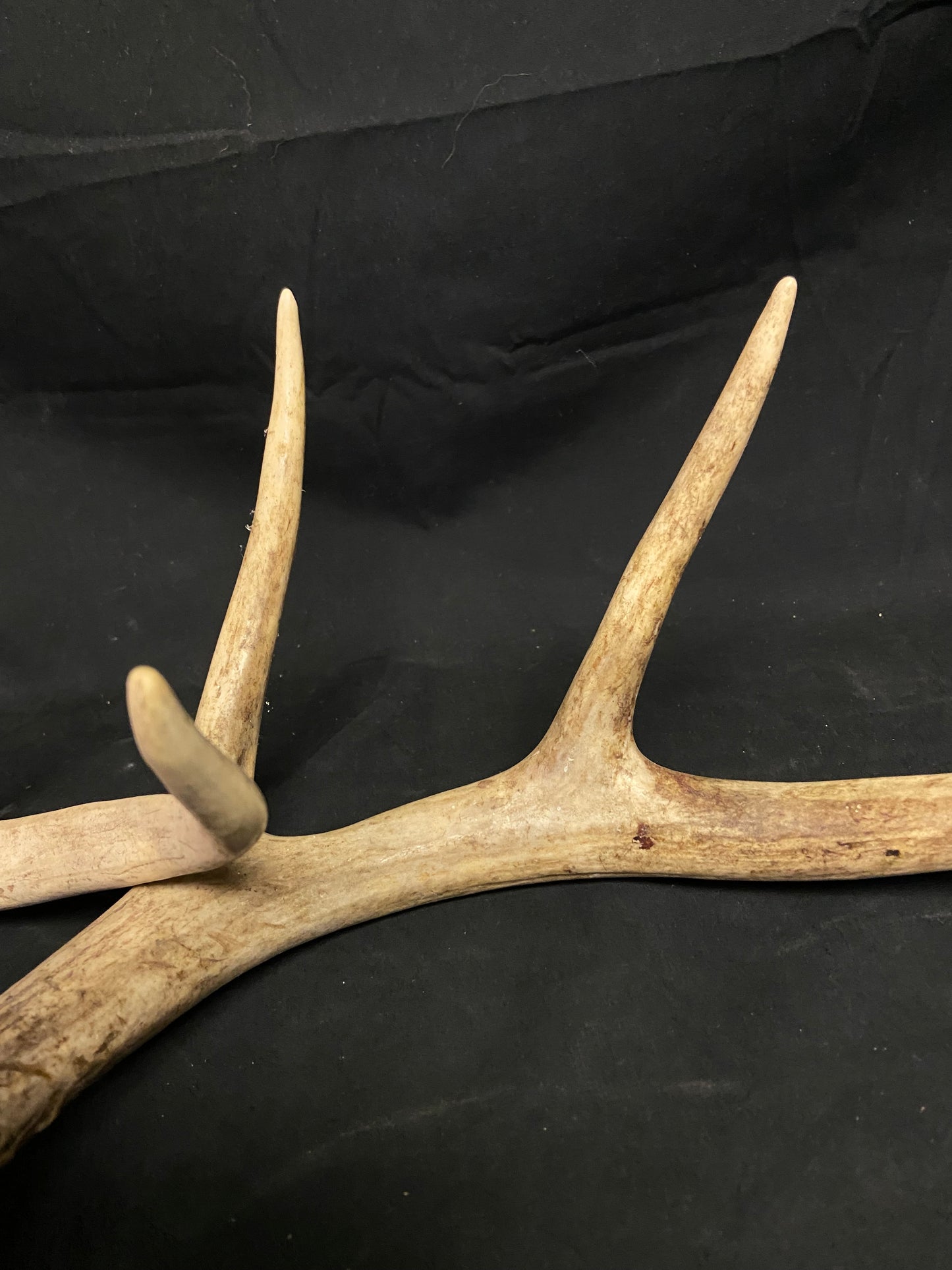 (3 Pack) 4 Point Antlers