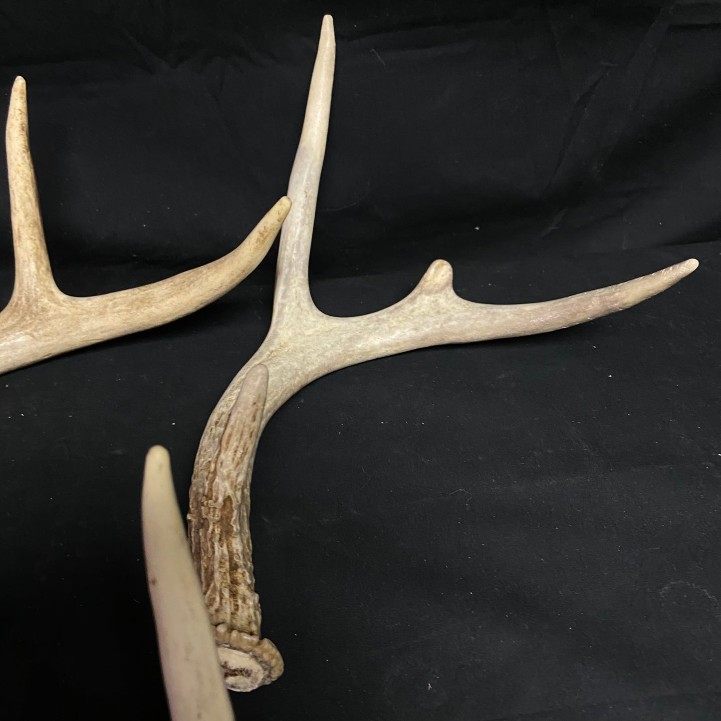 5 Pack 4 Point Antlers