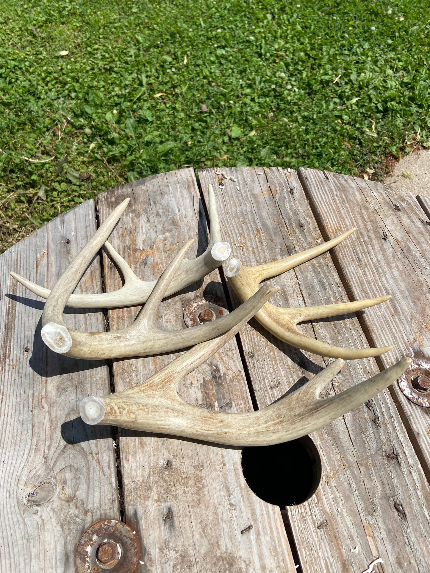 Pre-Cut Antler Dog Chews - Forked