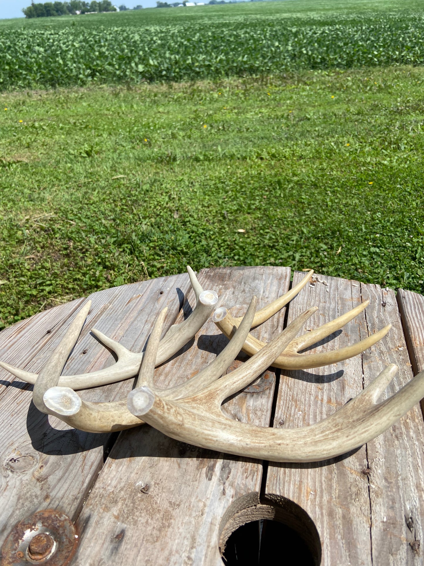 Pre-Cut Antler Dog Chews - Forked