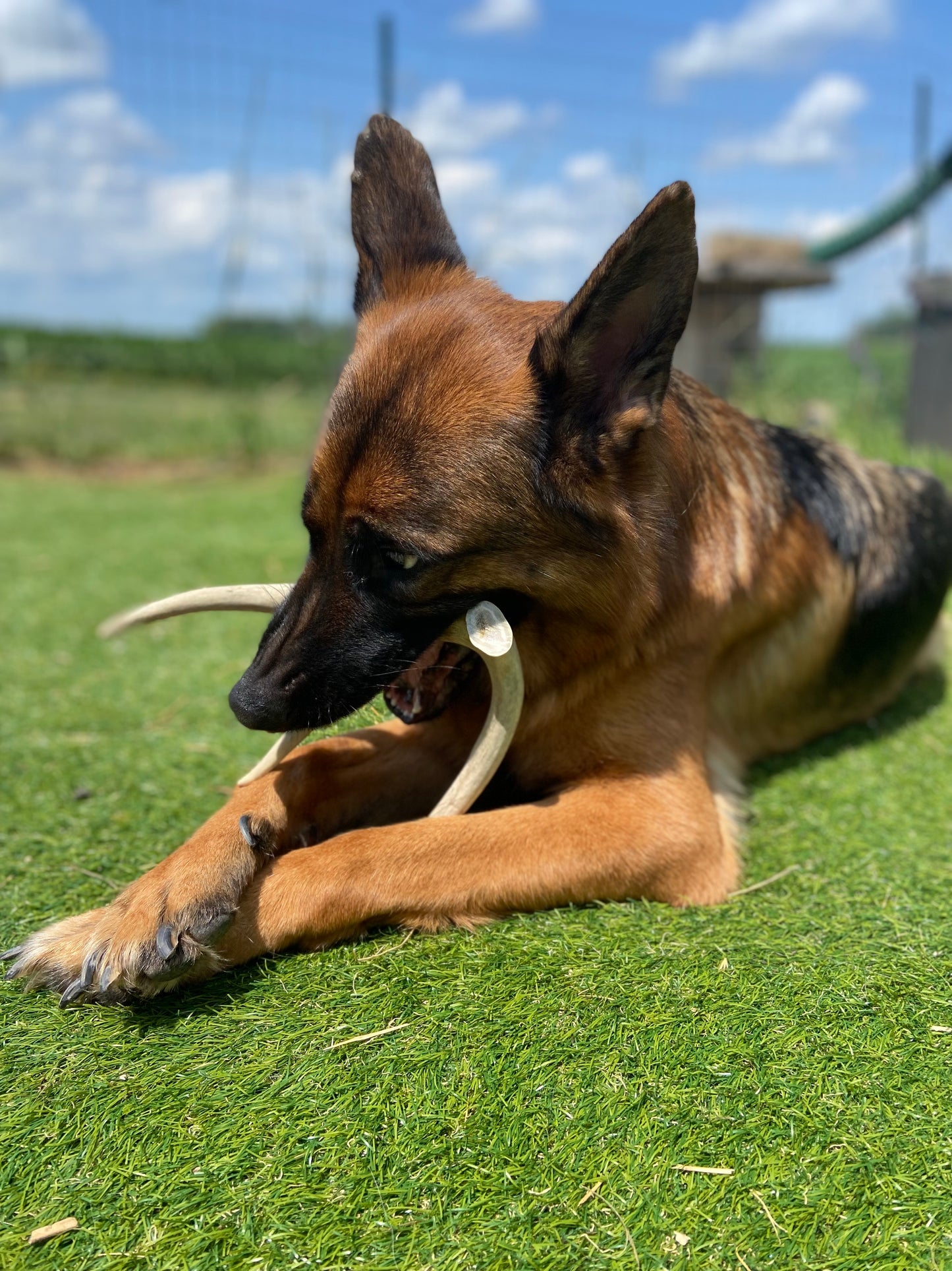 Pre-Cut Antler Dog Chews - Straight