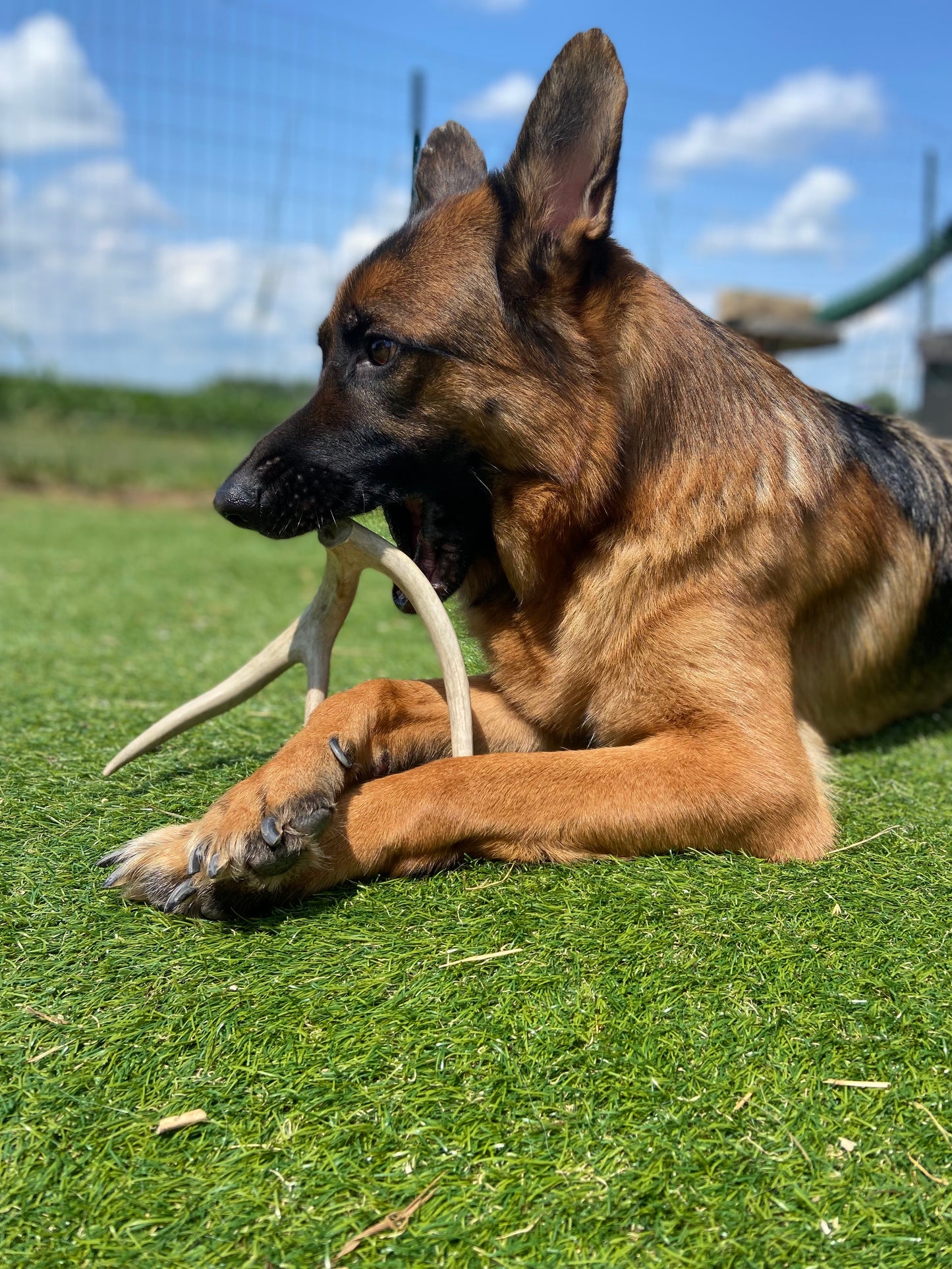 Pre-Cut Antler Dog Chews - Forked