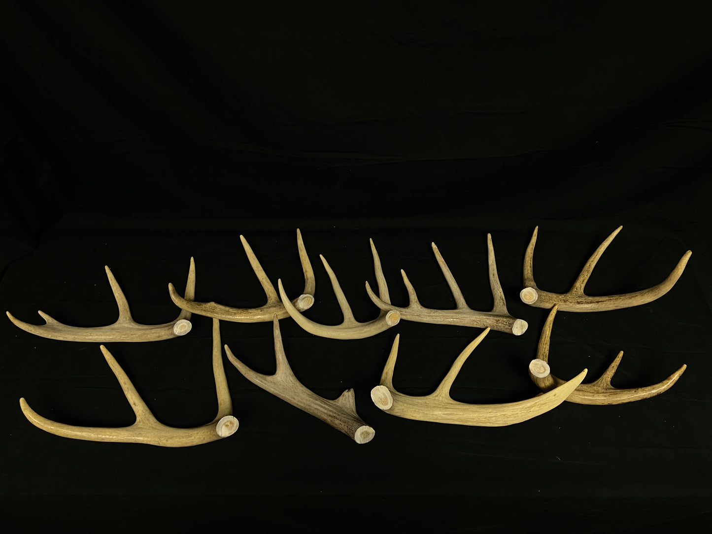 5 Pounds Bulk Pre-Cut Antlers