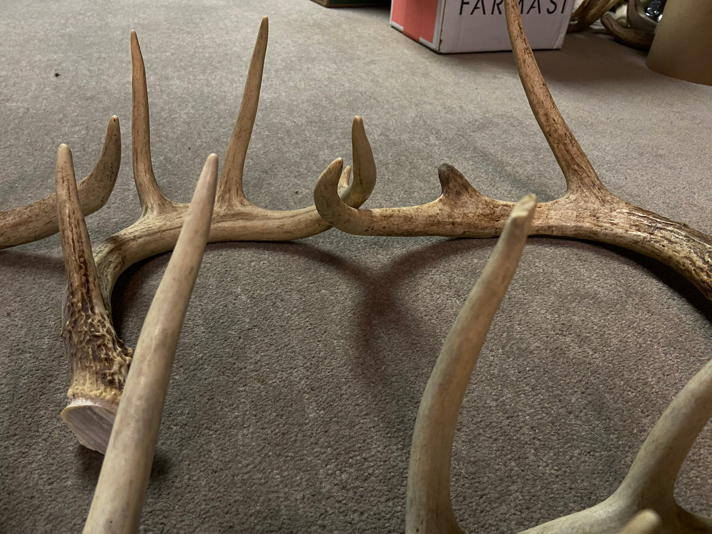 Bulk Deer Antlers 10 Pounds