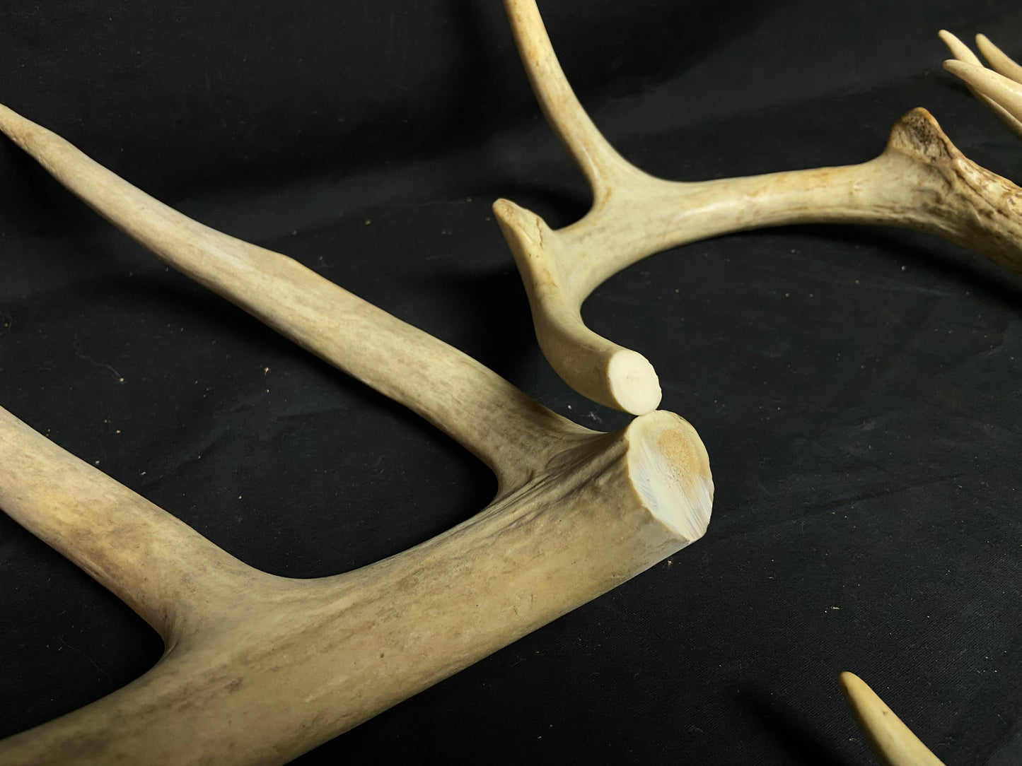 5 Pounds Pre-Cut Antlers