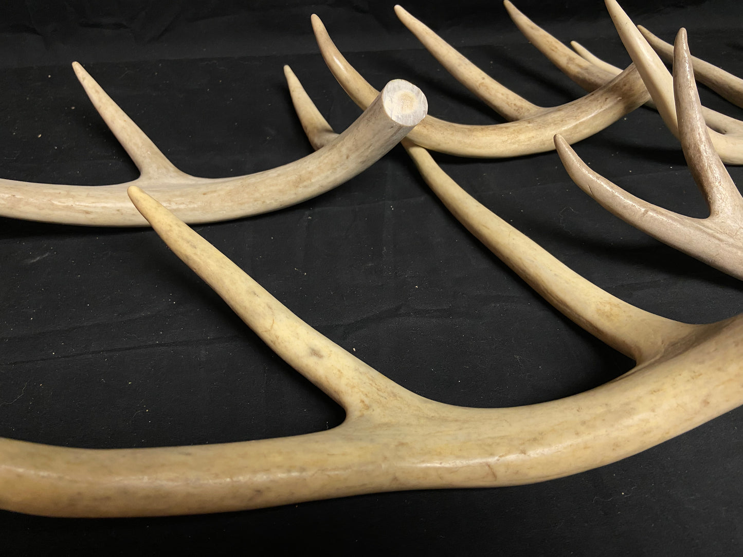 5 Pounds Bulk Pre-Cut Antlers