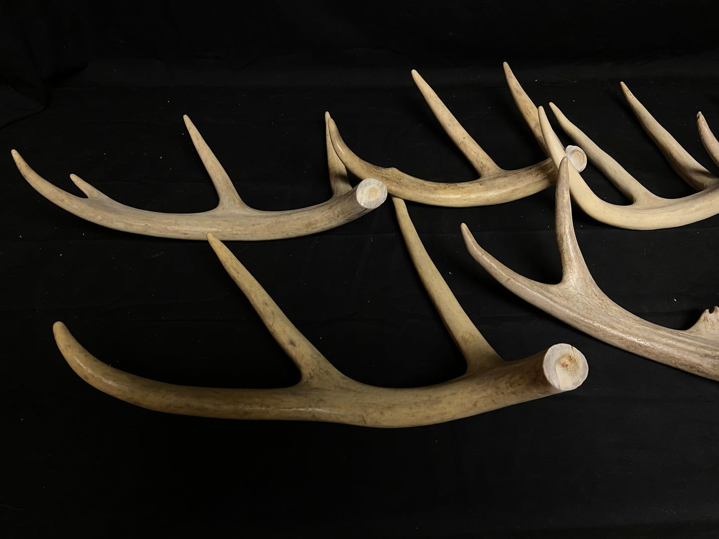 5 Pounds Bulk Pre-Cut Antlers