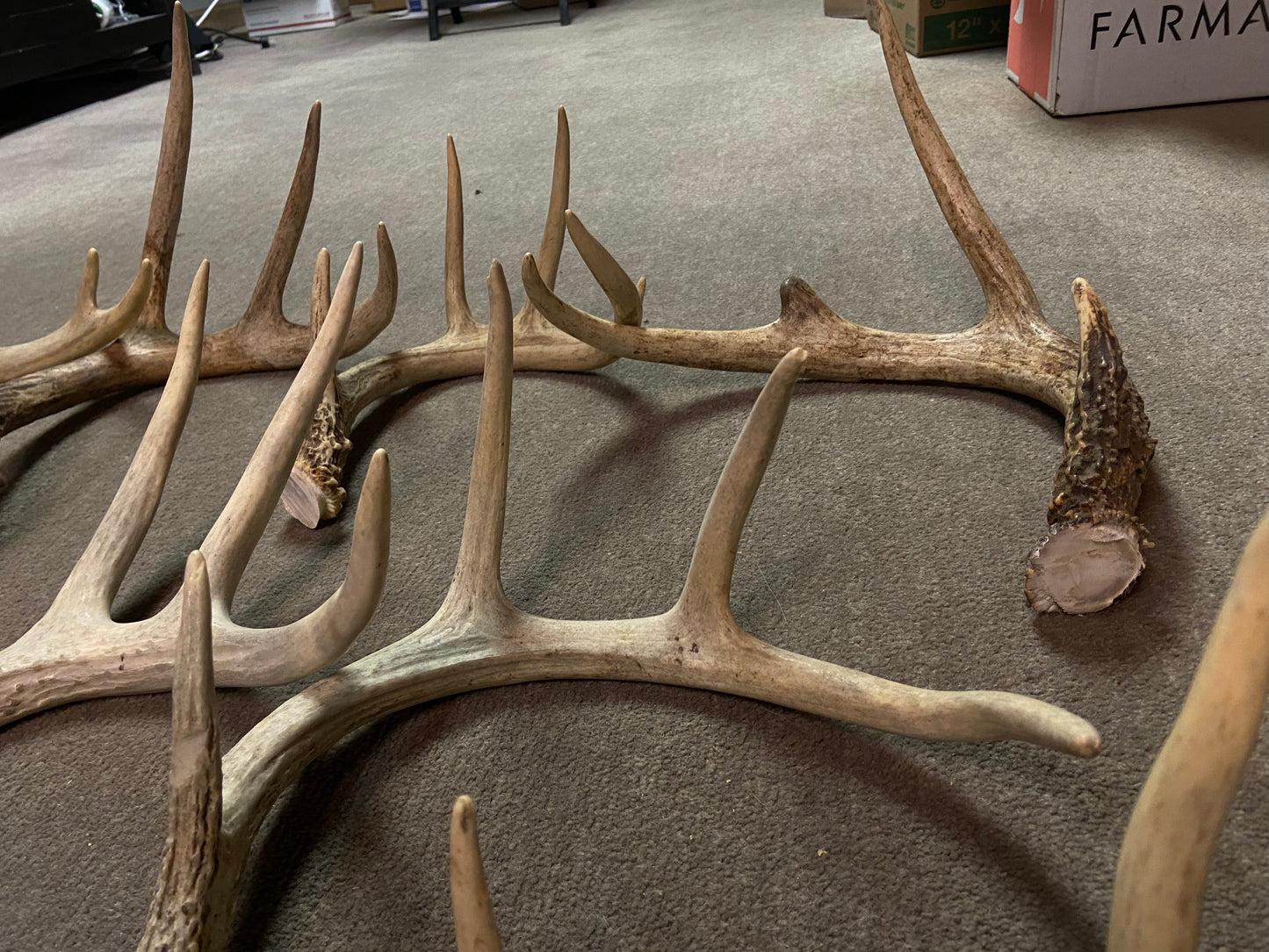 Bulk Deer Antlers 10 Pounds