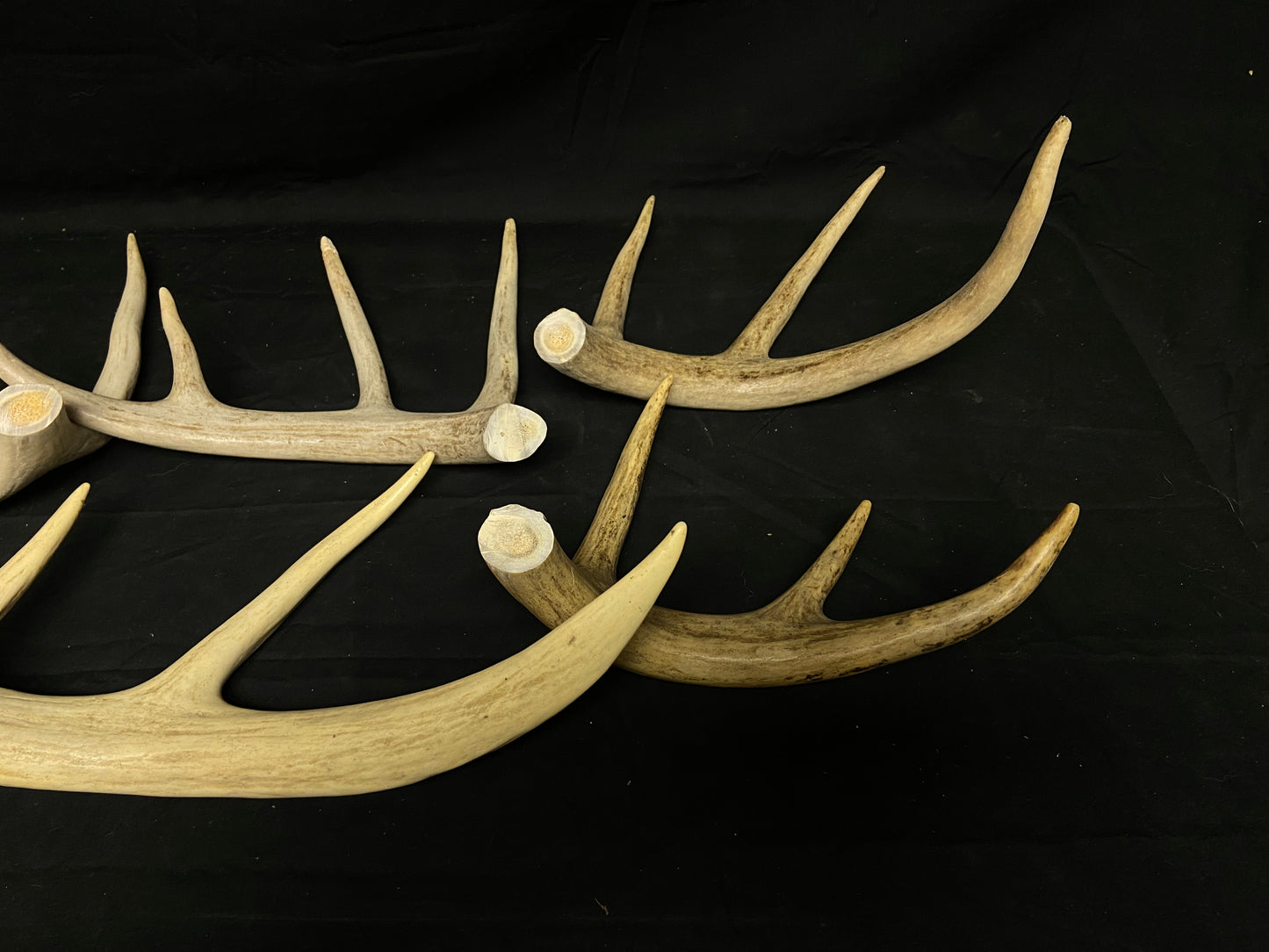 5 Pounds Bulk Pre-Cut Antlers