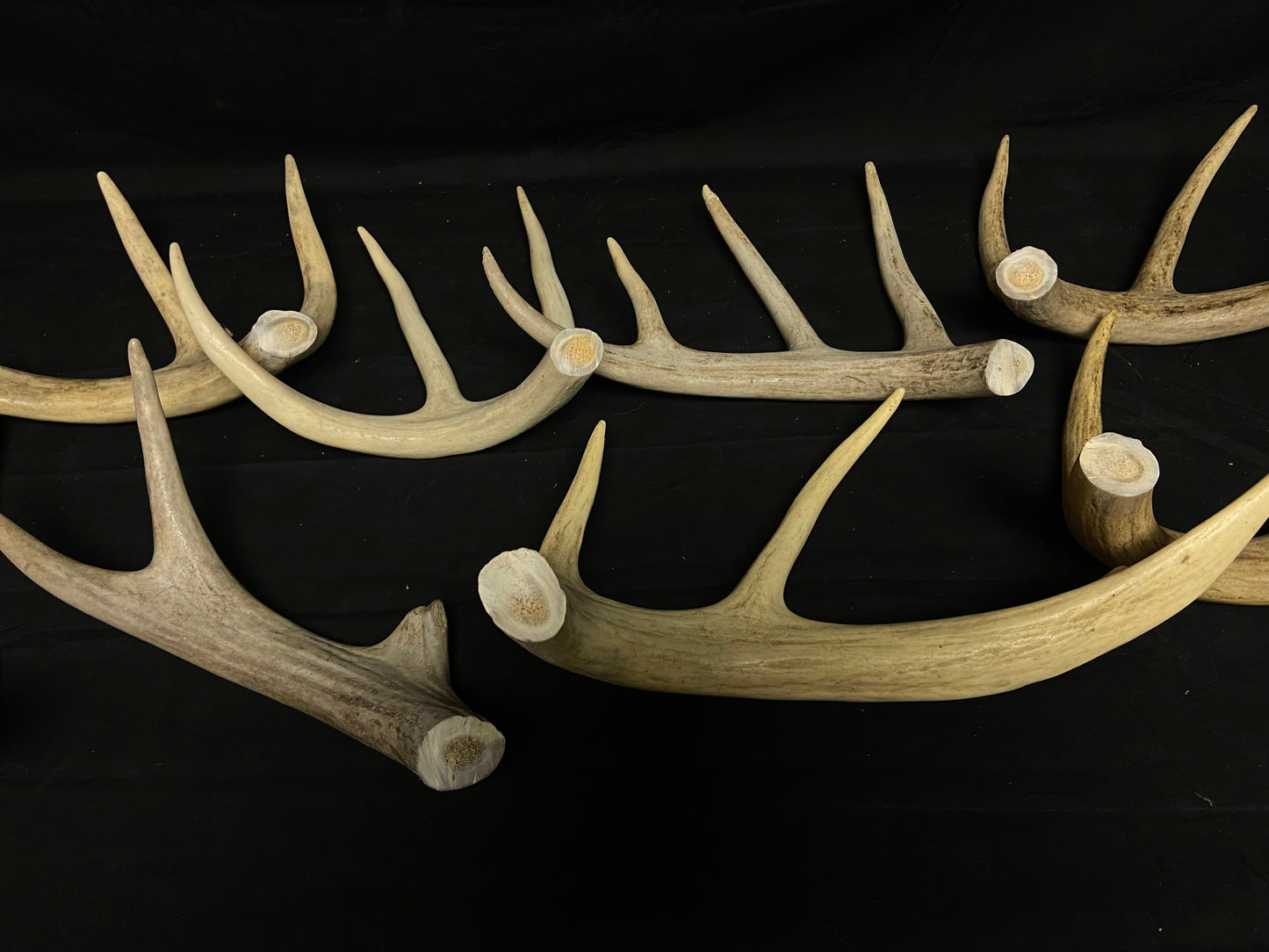 5 Pounds Bulk Pre-Cut Antlers