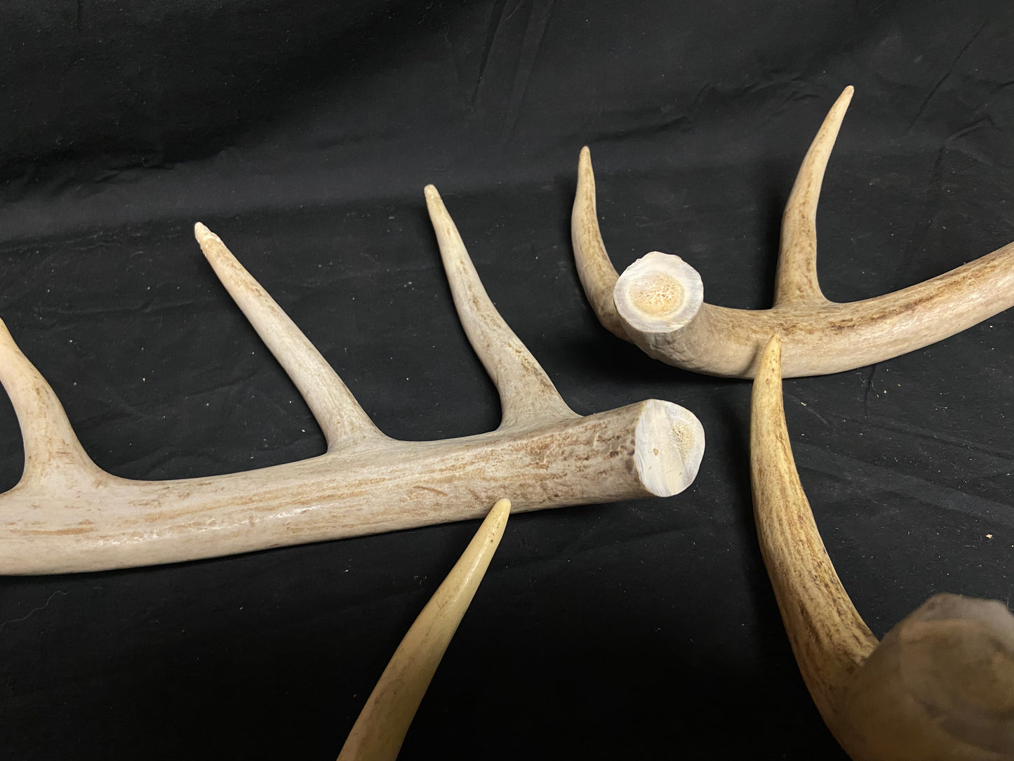 5 Pounds Bulk Pre-Cut Antlers