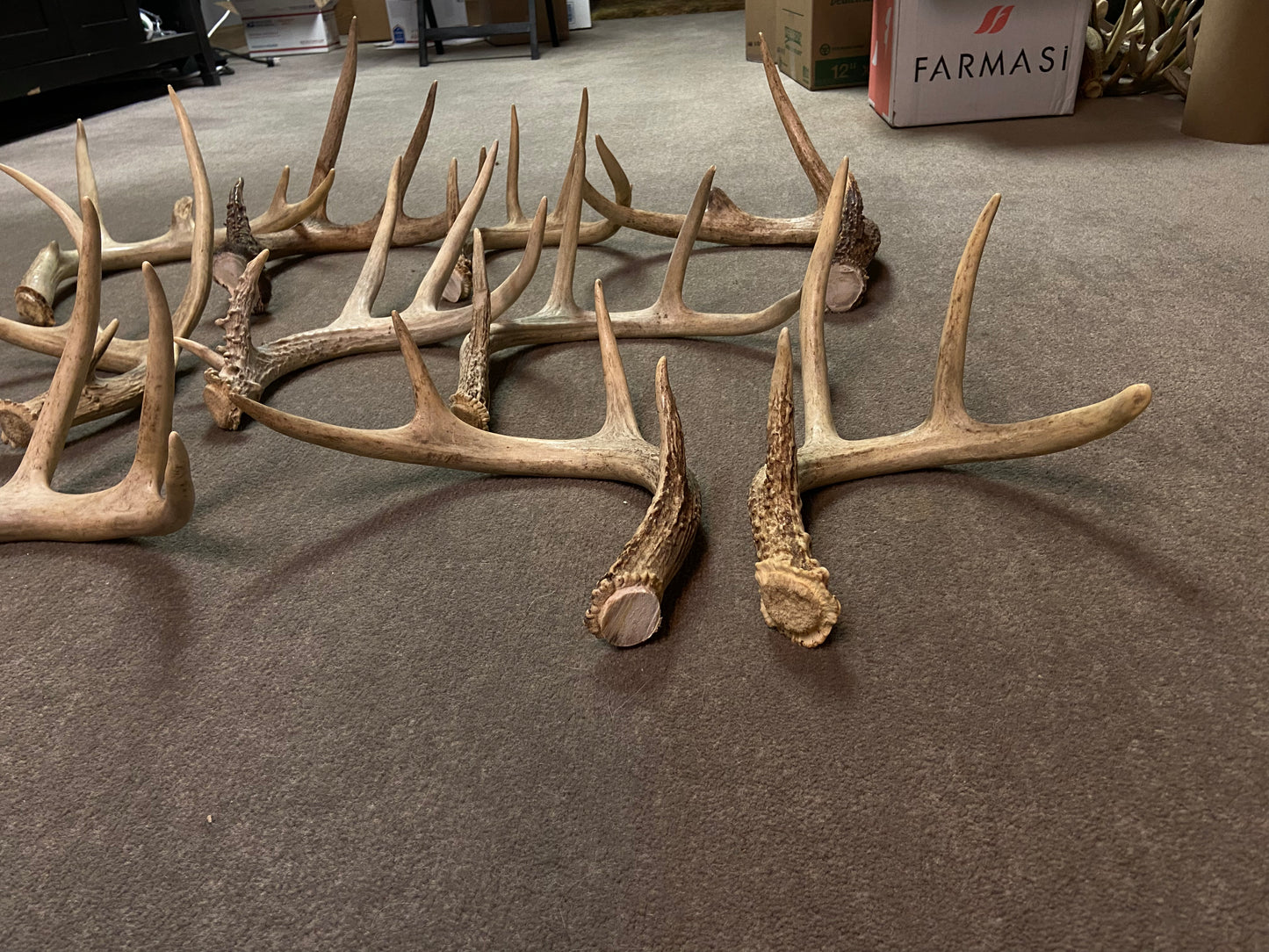 Bulk Deer Antlers 10 Pounds