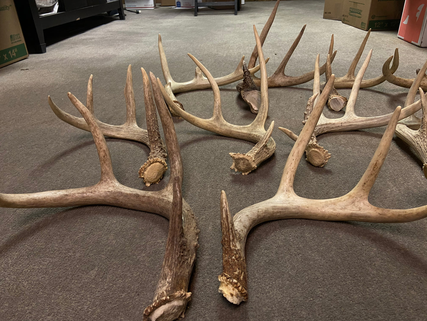 Bulk Deer Antlers 10 Pounds