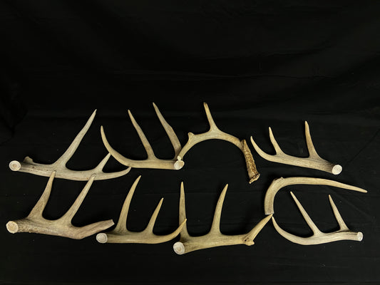 5 Pounds Pre-Cut Antlers