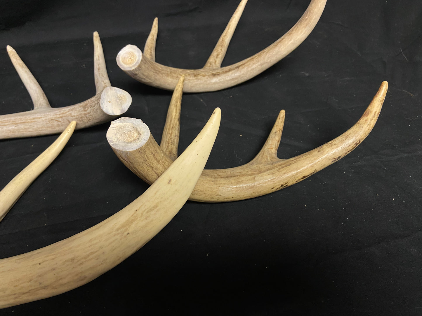 5 Pounds Bulk Pre-Cut Antlers