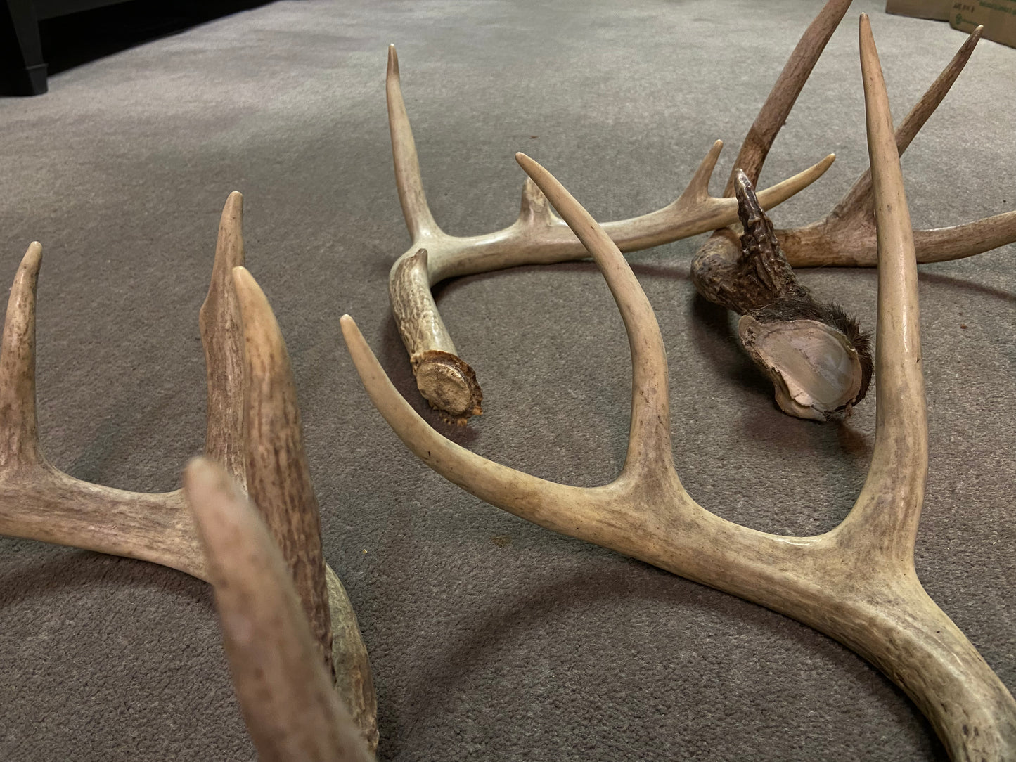 Bulk Deer Antlers 10 Pounds