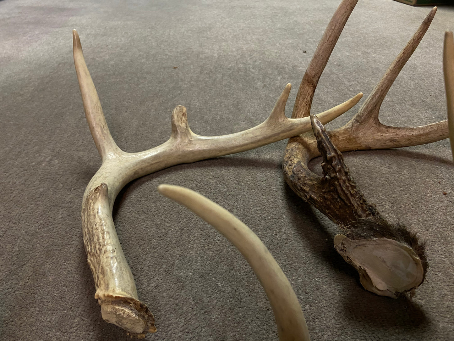 Bulk Deer Antlers 10 Pounds