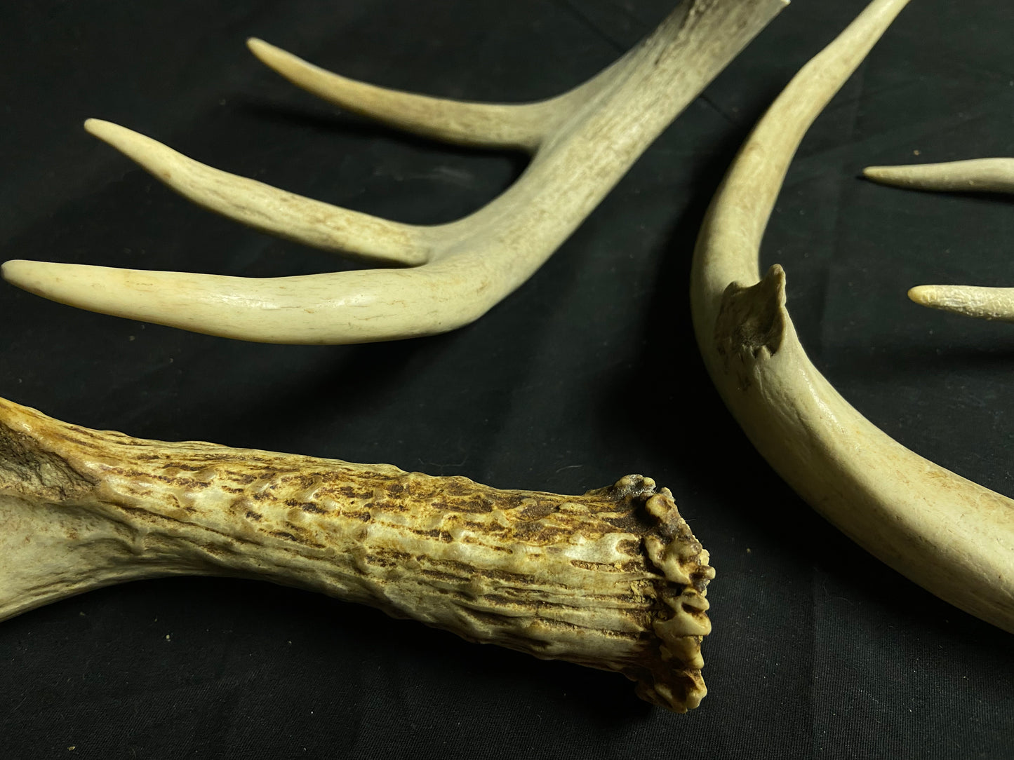 5 Pounds Pre-Cut Antlers