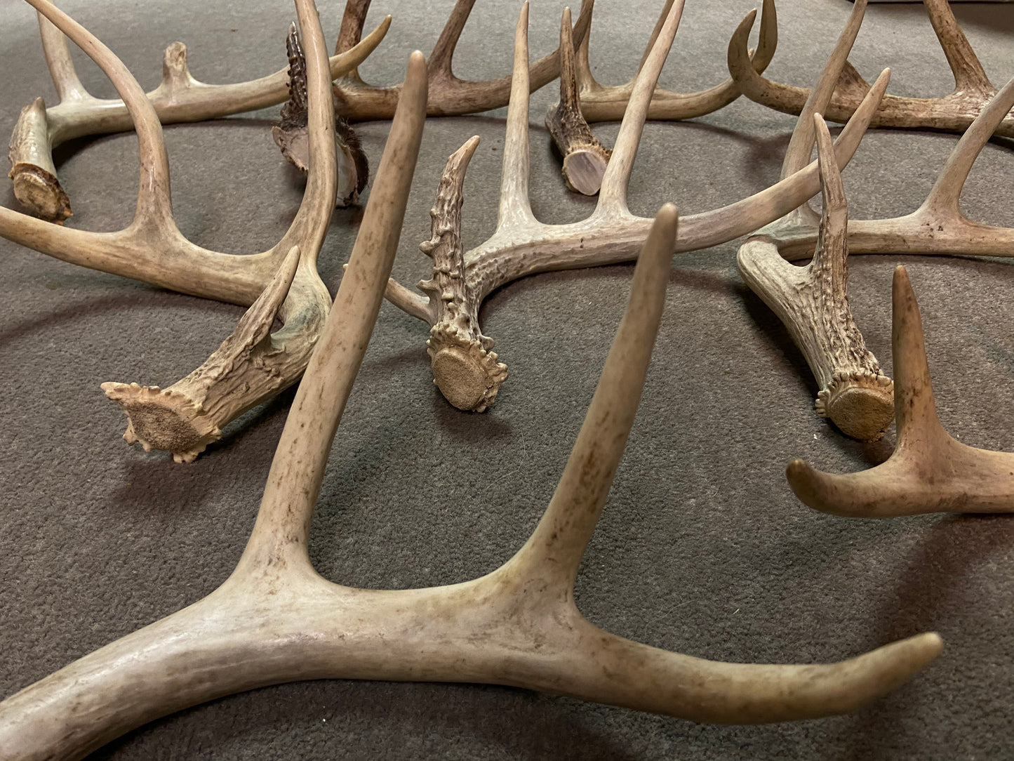 Bulk Deer Antlers 10 Pounds