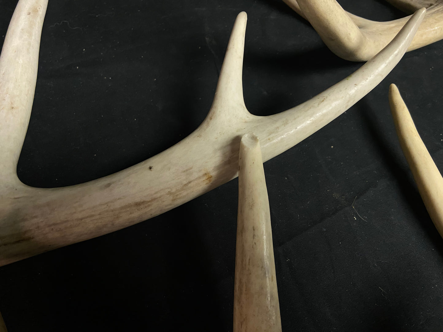 5 Pounds Pre-Cut Antlers