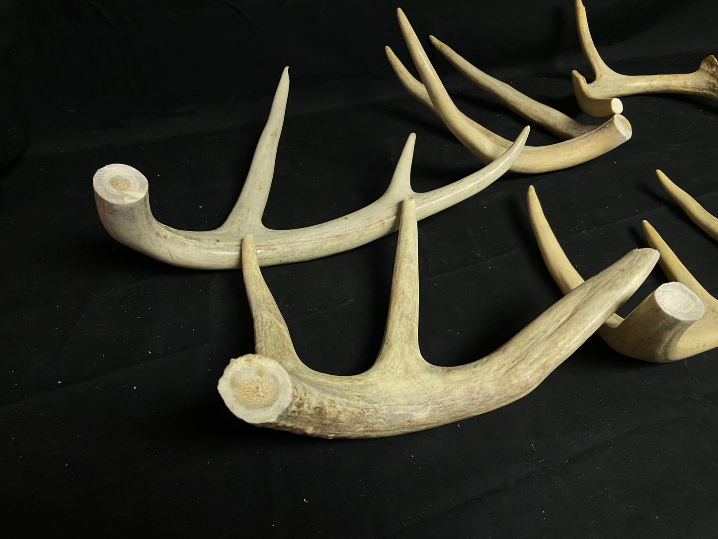 5 Pounds Pre-Cut Antlers