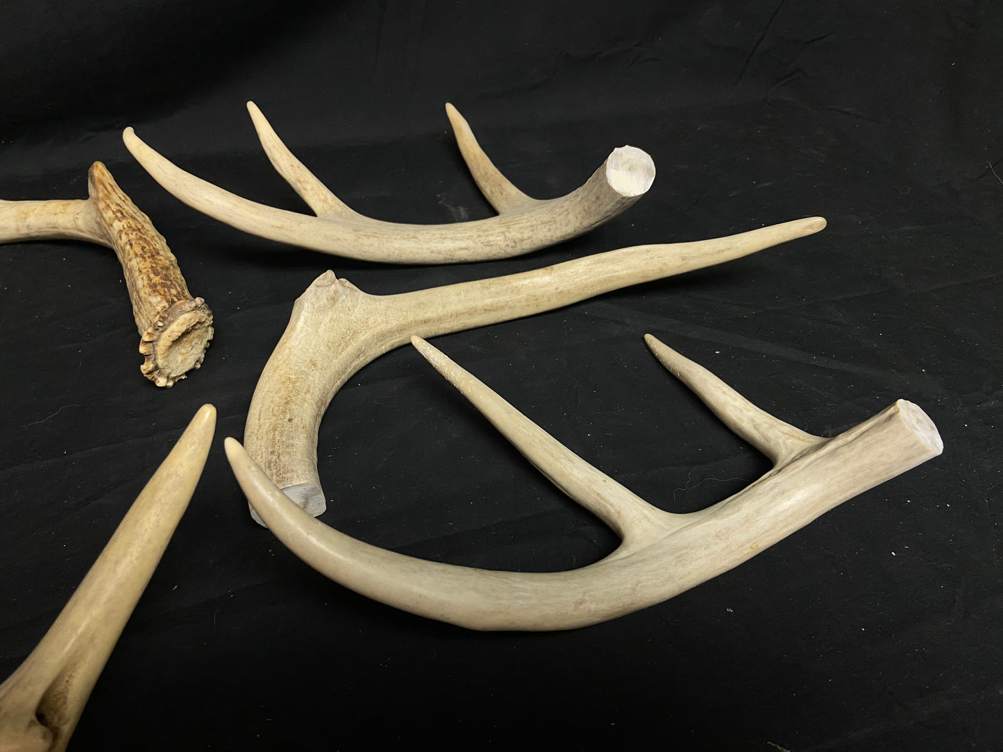 5 Pounds Pre-Cut Antlers