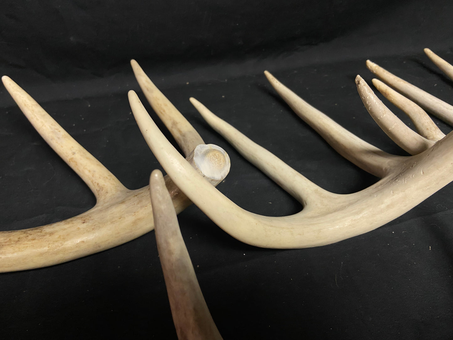 5 Pounds Bulk Pre-Cut Antlers