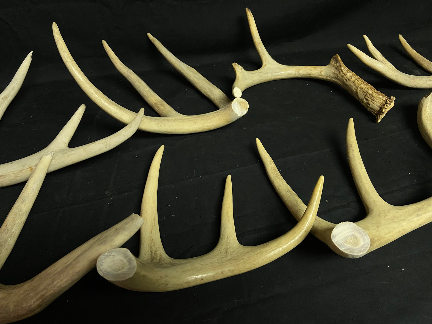 5 Pounds Pre-Cut Antlers