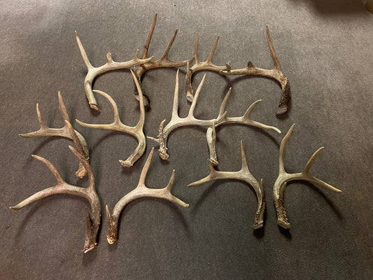 Bulk Deer Antlers 10 Pounds