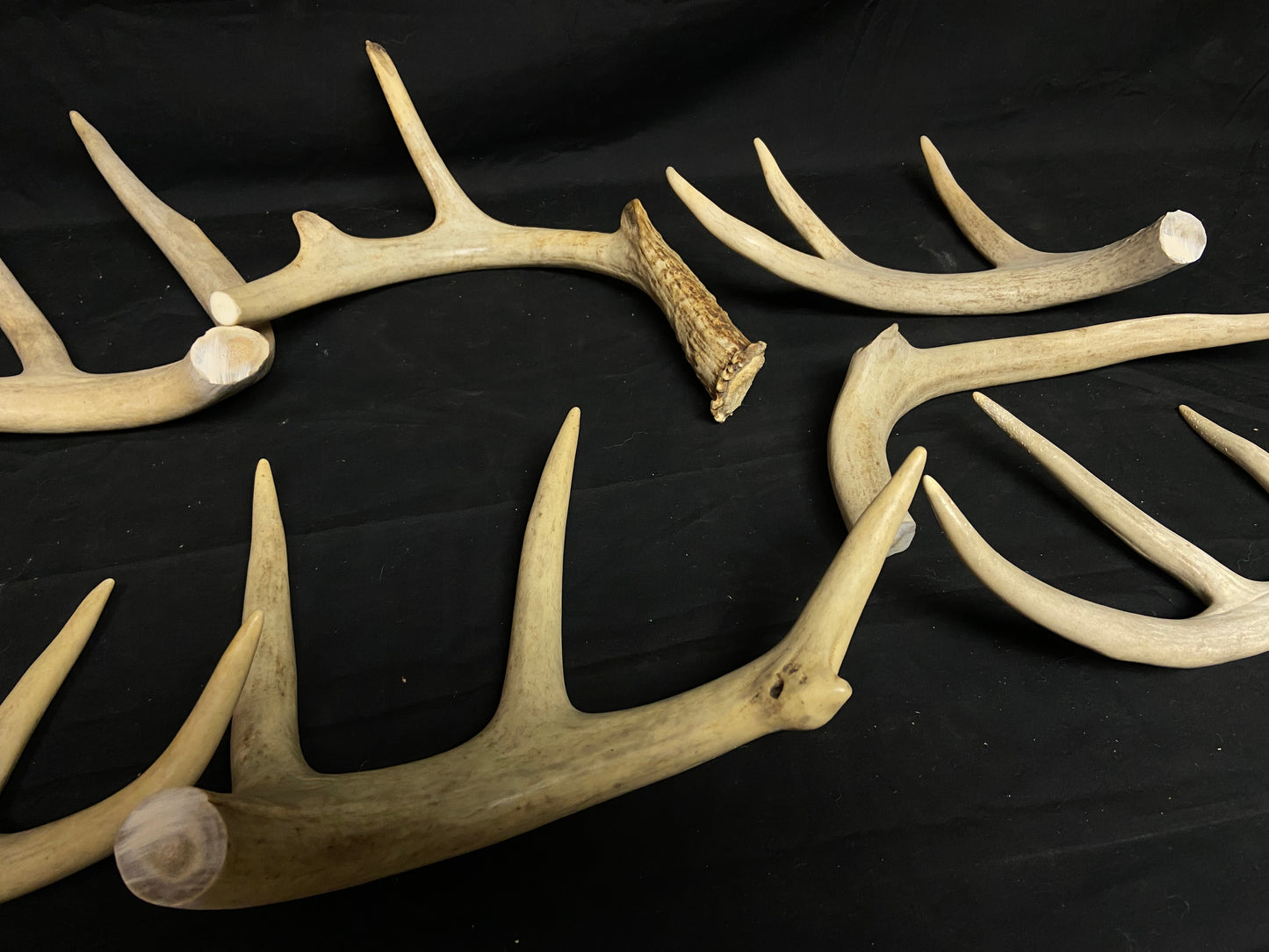 5 Pounds Pre-Cut Antlers