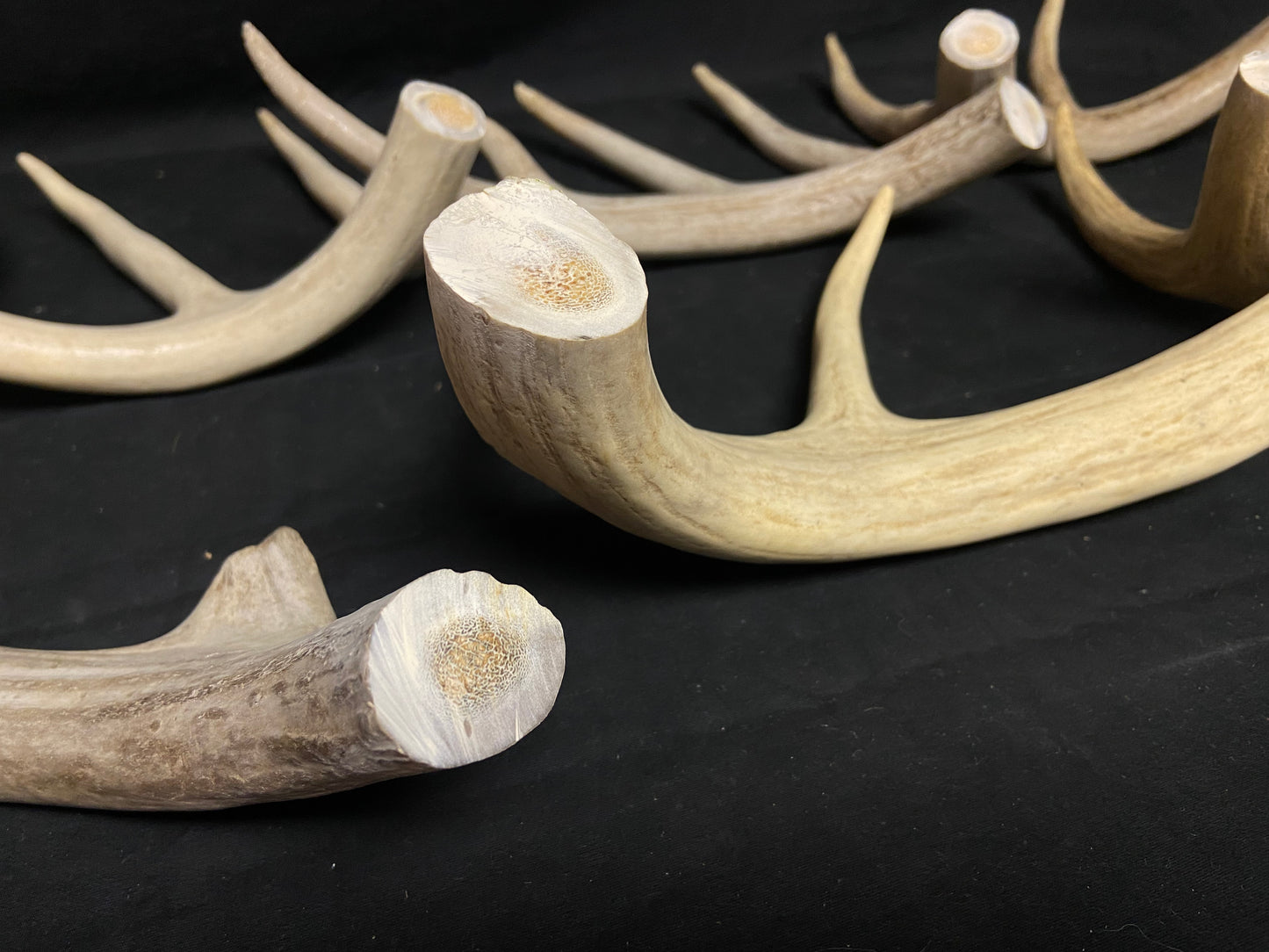 5 Pounds Bulk Pre-Cut Antlers