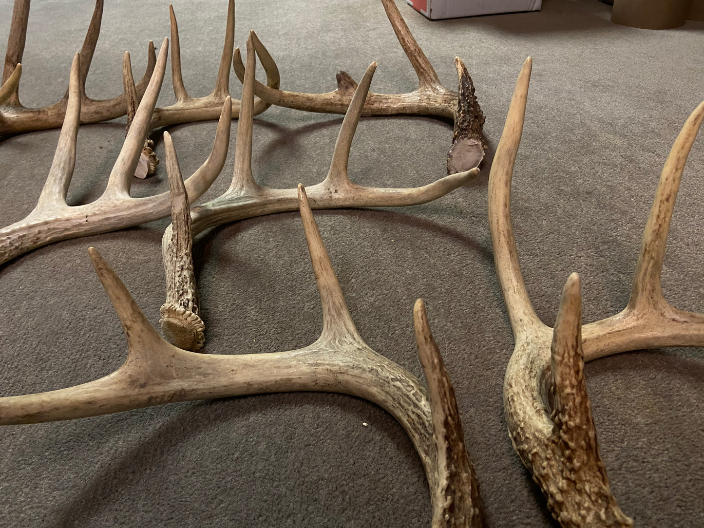 Bulk Deer Antlers 10 Pounds